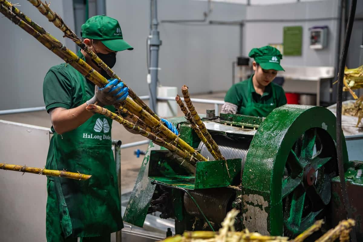 Two people in green overalls putting sugar cane into a machine.