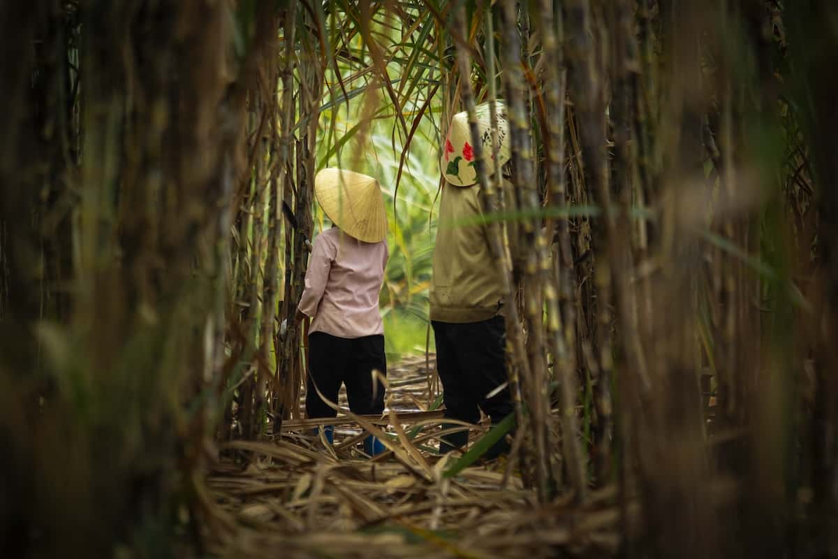 Some sugar cane and two people in conical hats.